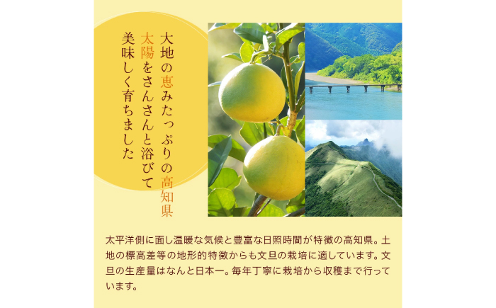 【先行予約】高知県産 訳あり 土佐文旦 約10kg 〈2026年3月〜発送〉 / 傷 シミの訳アリ 大容量 ぶんたん 文旦 訳あり わけあり 果物 【株式会社　四国健商】 [ATAF038]
