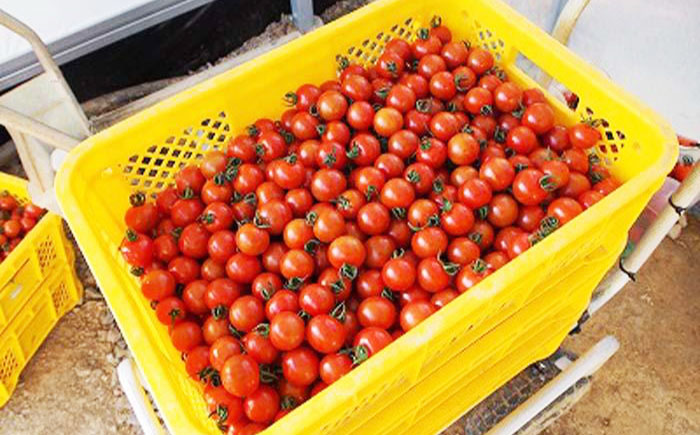 高知県産 フルーツトマト メルベーユ 約1.5kg / 高糖度 トマト とまと フルーツトマト 野菜 【株式会社　四国健商】 [ATAF071]