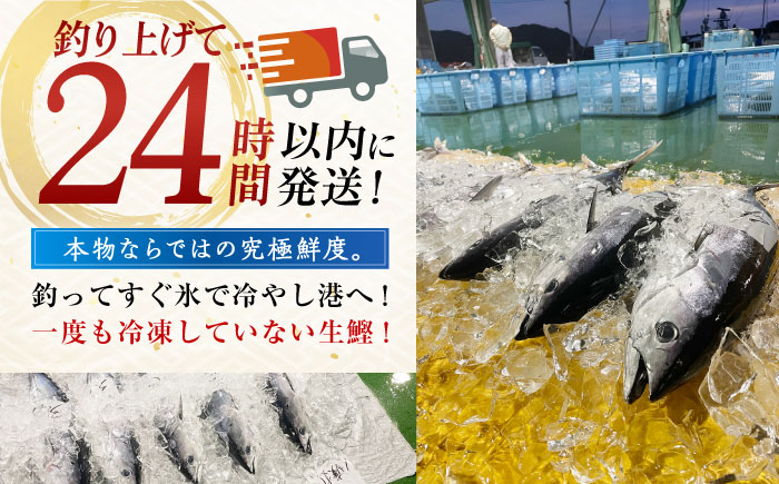 冷凍していない生鰹 高知県産 土佐久礼 藁焼き生鰹たたき 約1kg 【池澤鮮魚オンラインショップ】 [ATBE002]