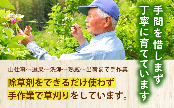 【先行予約】土佐文旦 約5kg 3Lサイズ 約9玉 A級品 〈2027年2月上旬～2027年3月末頃発送〉 / 文旦 大玉 3L 5kg 柑橘 果物 フルーツ デザート 季節限定 【みかん家にしごみ】 [ATEA011]