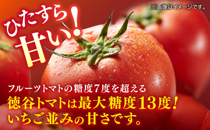 【先行予約】特選 徳谷トマト 約2kg 生産者52番 / トマト フルーツトマト 【フルーツショップオザキ】 [ATAH014]