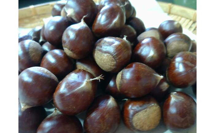 【先行予約】高級生栗 まるっこ栗  約1kg ＜2026年10月中旬〜発送＞  夢甘栗 秀品 生栗 生 くり 栗 果物 クリ 秋 和栗 栗ご飯 季節限定 【仁淀川流域夢甘栗生産者組合 くり蔵】 [ATDR003]