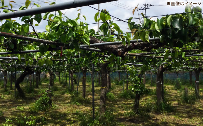 【先行予約】 新高梨 秀 約2.4kg（3玉） 〈2026年9月20日～2026年10月末発送〉 【川渕果樹園】 [ATHX006]