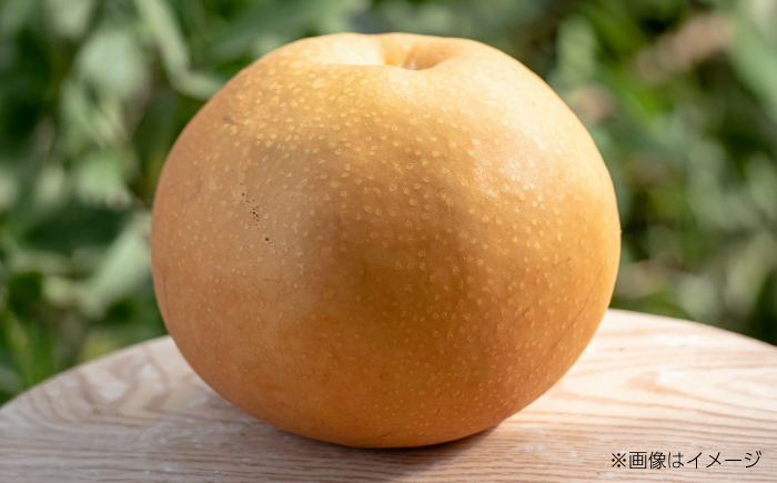 【先行予約】 川渕果樹園 秋月梨 約4kg 家庭用 〈2025年10月〜発送〉 / 梨 なし ナシ  果物 フルーツ デザート 秋 甘い ジューシー 【株式会社Dorago】 [ATAM059]