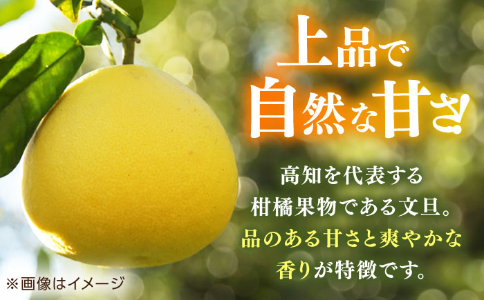 【先行予約】高知県産 訳あり 土佐文旦 約3kg 〈2025年2月〜発送〉 / 傷 シミの訳アリ  大容量 ぶんたん 文旦 訳あり わけあり 果物 【株式会社　四国健商】 [ATAF151]