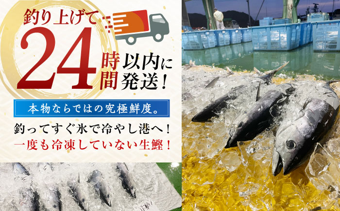 冷凍していない生鰹 高知県産 土佐久礼 藁焼き生鰹たたき 約750g 魚介類 魚 お魚 刺身 初鰹 戻り鰹 【池澤鮮魚オンラインショップ】 [ATBE001]