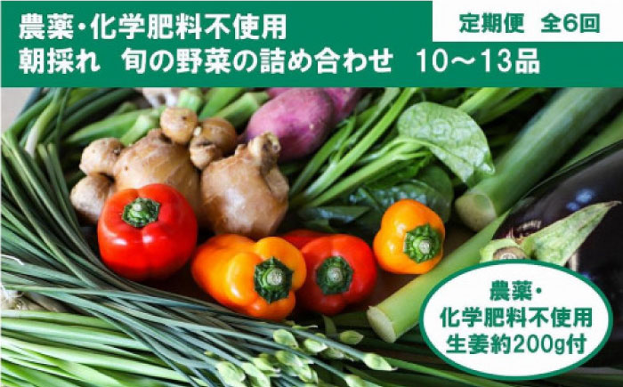 定期便 土佐の太陽をいっぱいに浴びた旬の野菜生姜約200gのセット「大」 (6回配送)【土佐野菜】 [ATBA015]