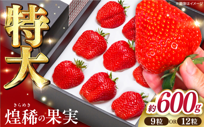 【先行予約】煌稀の果実 高知市春野町産 苺 特大 (約600g 9または12粒) ＜2025年1月 から発送開始＞ 【森強のいちご農園】 [ATAS002]