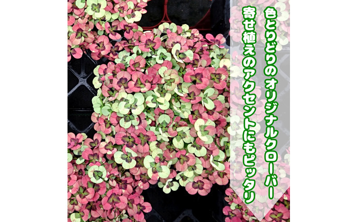 【先行予約】オリジナルクローバー詰め合わせ（5種）＜2026年12月〜発送＞ / 花 植物 インテリア 苗 自然 ナチュラル 緑 栽培 趣味 【見元園芸】 [ATHY008]