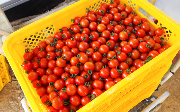 【先行予約】 高知県高知市 フルーツトマト メルベーユ 約1kg  〈2025年12月中旬頃〜発送〉 / 高糖度 トマト とまと フルーツトマト 野菜 【株式会社　四国健商】 [ATAF071]