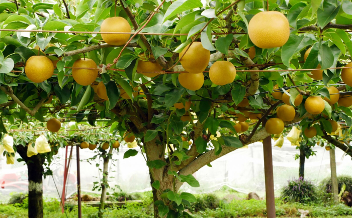 【先行予約】 川渕果樹園 秋月梨 約4kg 家庭用 〈2025年10月〜発送〉 / 梨 なし ナシ  果物 フルーツ デザート 秋 甘い ジューシー 【株式会社Dorago】 [ATAM059]