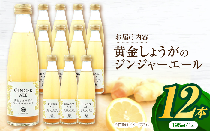 黄金しょうがのジンジャーエール12本/ 土佐生姜 スパークリング ジンジャーエール 爽やか【はるのTERRACE】 [ATAV002]