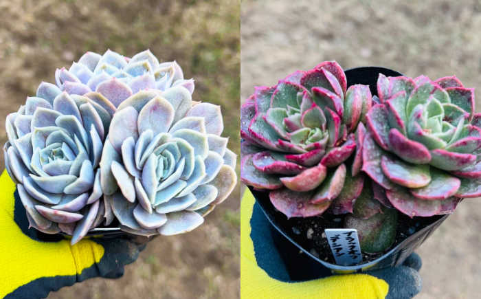 多肉植物 9センチポット 大型苗 デカベリア エケベリア おまかせ 10種セット / 植物 インテリア 苗 自然 ナチュラル 緑 置物 初心者 栽培 【mucca】 [ATHD004]