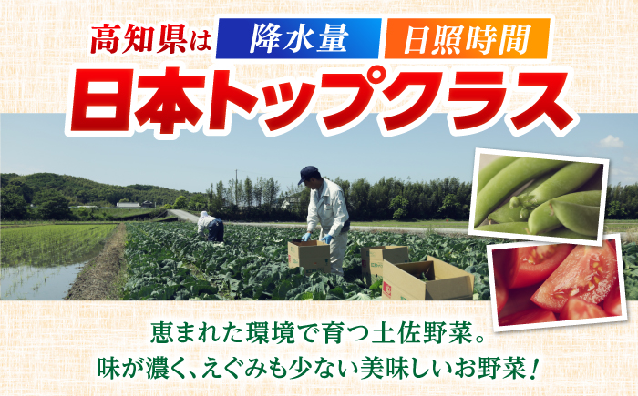 【6回定期便】 土佐の太陽をいっぱいに浴びた旬の野菜セット小 【土佐野菜】 [ATBA006]