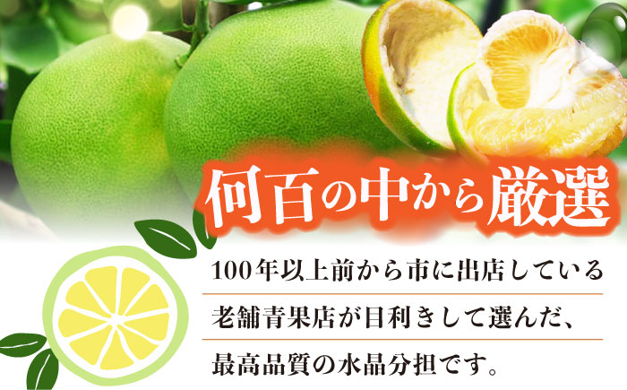 南国土佐の女王柑橘 水晶文旦 約3kg 6玉入り ぶんたん 文旦 フルーツ 高知名物 果物 【フルーツショップオザキ】 [ATAH007]