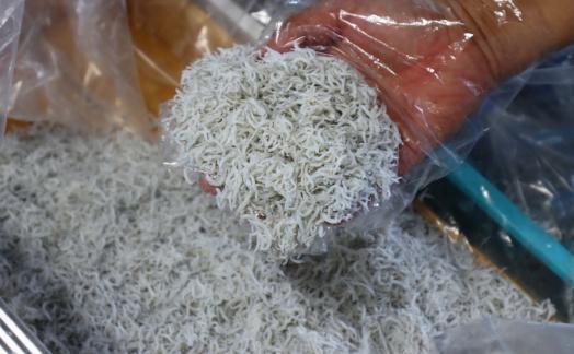 釜揚げしらす 約1.8kg（約300g×6袋）/森国商店 浜で瞬時に釜出し 高知のしらす