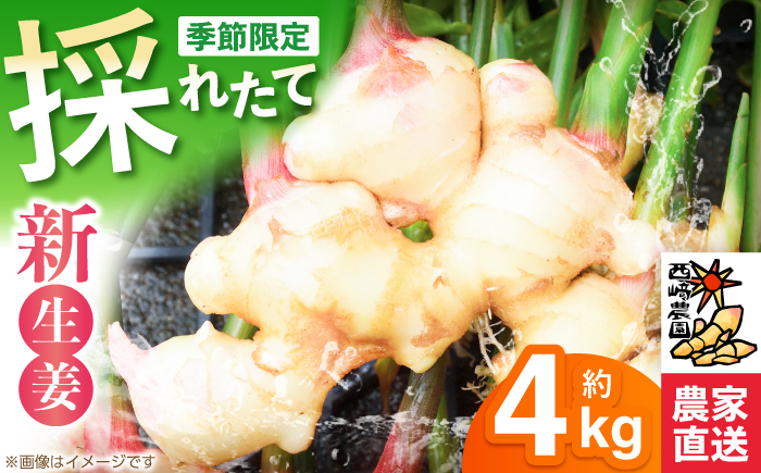 新生姜 ハウス栽培 約4kg 〈毎年4月～5月末発送〉 【西崎農園】 [ATIH003]