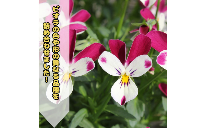 オリジナルビオラ詰め合わせ（5種）＜2025年11月〜発送＞ / 花 インテリア 苗 自然 ナチュラル 緑 栽培 趣味 【見元園芸】 [ATHY006]