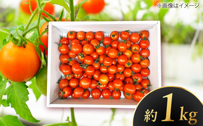 【先行予約】 高知県高知市 フルーツトマト メルベーユ 約1kg  〈2025年12月中旬頃〜発送〉 / 高糖度 トマト とまと フルーツトマト 野菜 【株式会社　四国健商】 [ATAF071]