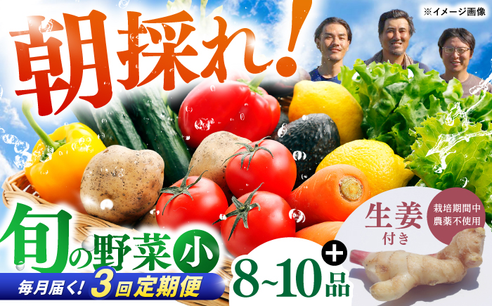 【3回定期便】 土佐の太陽をいっぱいに浴びた旬の野菜生姜約100gのセット「小」 【土佐野菜】 [ATBA011]