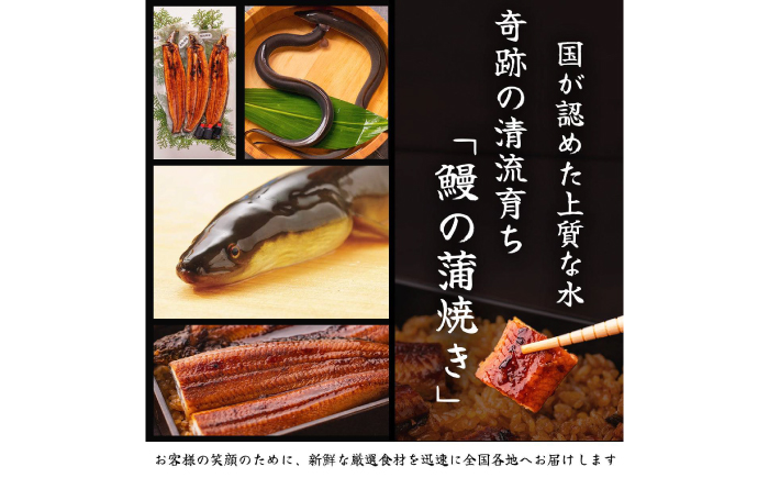 高知県産 うなぎ 長蒲焼2尾 約160g×2 (2〜4人前)/ 鰻 ウナギ 土用丑の日 高知産 うなぎ 【土佐黒潮水産】 [ATCQ009]