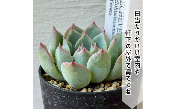 レア多肉・原種エケベリア詰め合わせ（5種類） / 植物 インテリア 苗 自然 ナチュラル 緑 栽培 趣味 【見元園芸】 [ATHY001]
