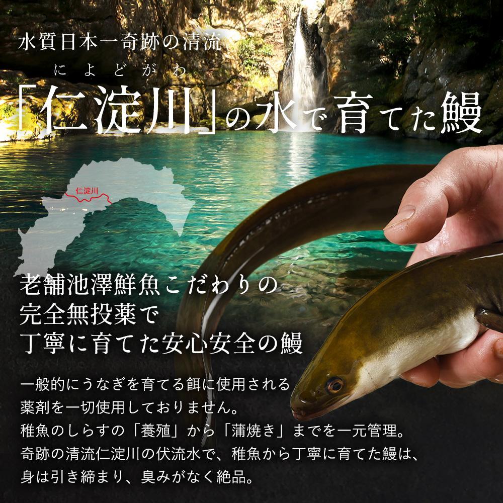 完全無投薬 仁淀川の伏流水で育てた贅沢うなぎ蒲焼き 大（約200ｇ×1尾） ギフトセット 池澤鮮魚