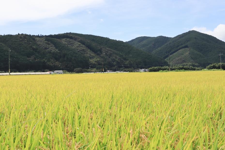 無洗米 特別栽培仁井田米　香り米入り 3kg×3