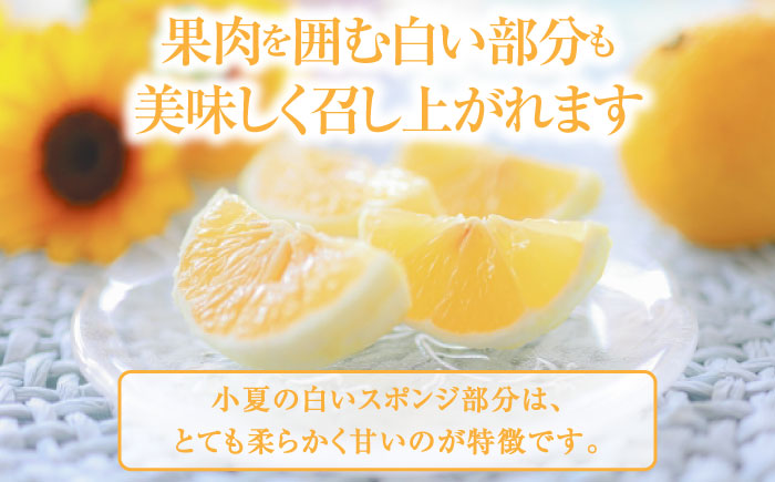 【先行予約】土佐小夏約2.5kg 13個前後 Lサイズ さわやかな甘さが絶品 ヒュウガナツ ニューサマーオレンジ フルーツ 果物 季節もの 【フルーツショップオザキ】 [ATAH002]