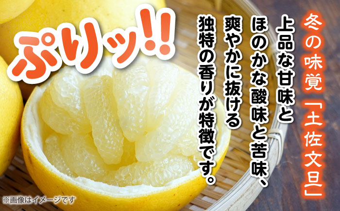 【訳あり】高知県産 土佐文旦 ご家庭用 約10kg（20玉前後）〈2025年3月上旬〜発送〉/味や品質には問題なし！皮に擦れや傷あり 訳アリ 高知 土佐 文旦 柑橘 家族 【SHOP KEYYA】 [ATAO010]