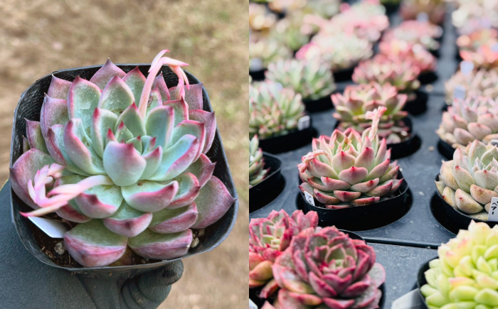 多肉植物 9センチポット 大型苗 デカベリア エケベリア おまかせ 10種セット / 植物 インテリア 苗 自然 ナチュラル 緑 置物 初心者 栽培 【mucca】 [ATHD004]