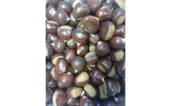 【先行予約】高級生栗 まるっこ栗  約1kg ＜2026年10月中旬〜発送＞  夢甘栗 秀品 生栗 生 くり 栗 果物 クリ 秋 和栗 栗ご飯 季節限定 【仁淀川流域夢甘栗生産者組合 くり蔵】 [ATDR003]