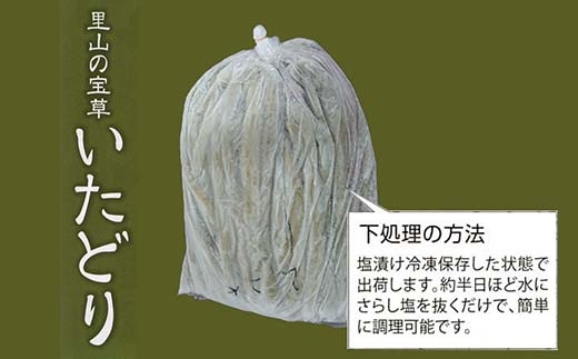 いたどり 約2kg 冷凍 塩漬け 春の山菜 山菜の里 高知 土佐 スカンポ イタドリ イタズリ 【グレイジア株式会社】 [ATAC511]