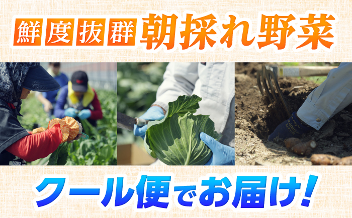 【6回定期便】 土佐の太陽をいっぱいに浴びた旬の野菜セット小 【土佐野菜】 [ATBA006]
