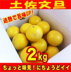 訳あり 土佐文旦 約2kg 追熟旨味UP 家庭用 サイズ S〜2L ブンタン ぶんたん 【グレイジア株式会社】 [ATAC476]