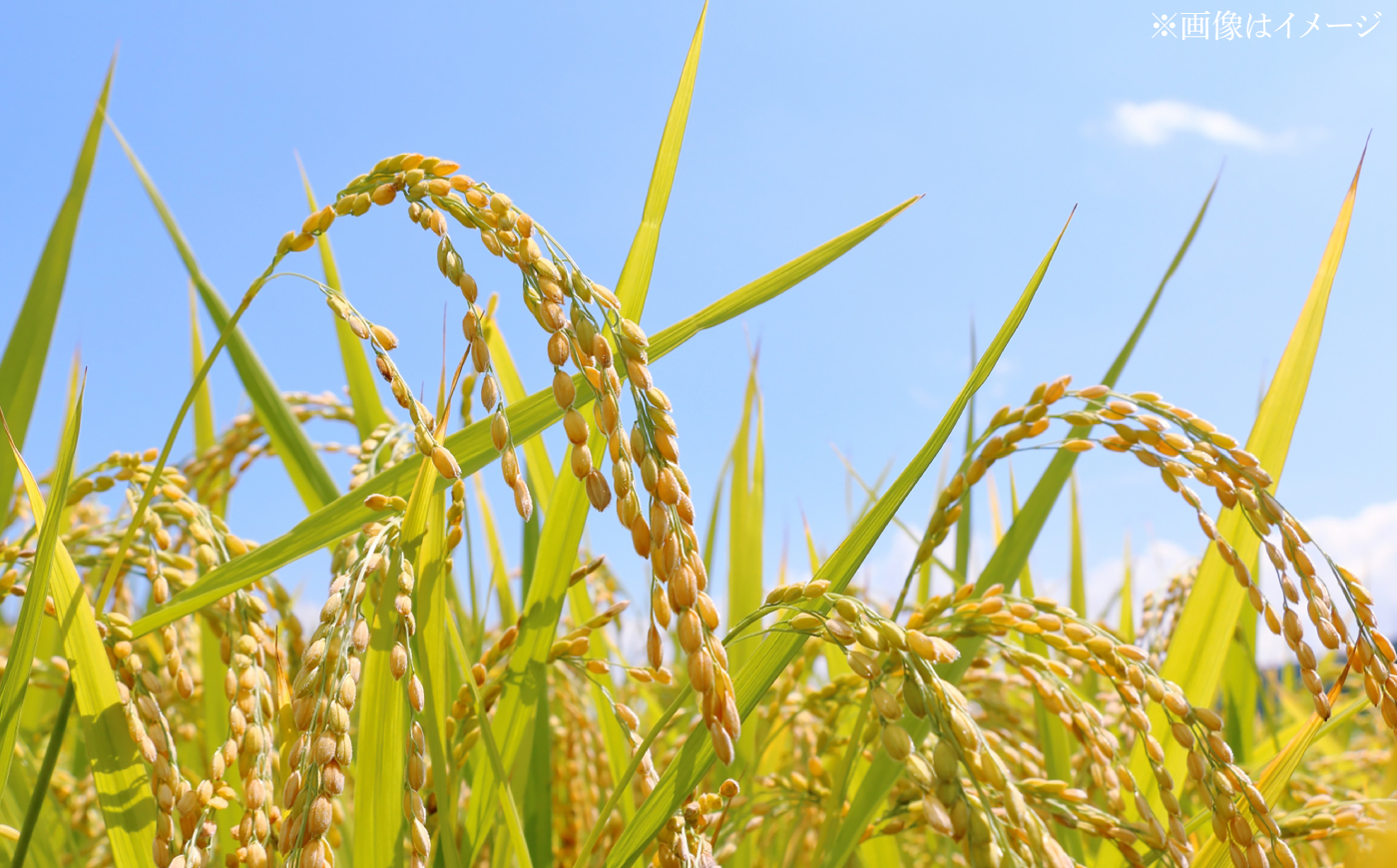 農薬節減！ R8年度産 特別栽培米 白鷺ケラケラ米 コシヒカリ 約5kg 〈2026年9月中旬〜発送〉 / 高知 米 お米 精米　【津ノ宮農園】[ATBV019]