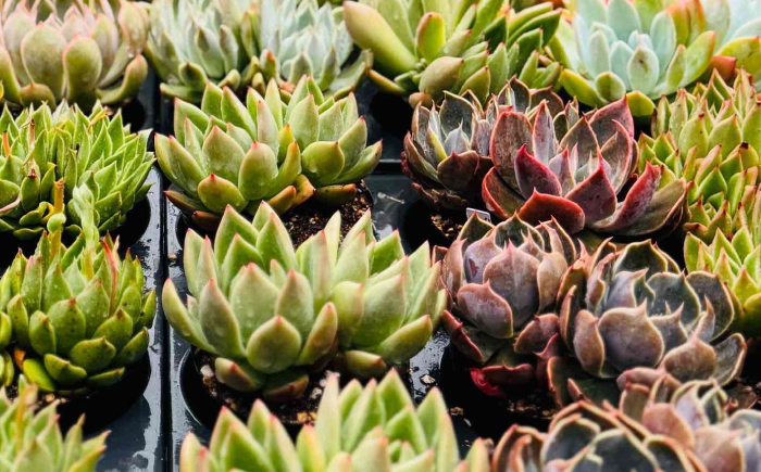 多肉植物 9センチポット 大型苗 デカベリア エケベリア おまかせ 10種セット / 植物 インテリア 苗 自然 ナチュラル 緑 置物 初心者 栽培 【mucca】 [ATHD004]