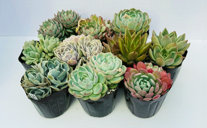 多肉植物 9センチポット 大型苗 デカベリア エケベリア おまかせ 10種セット / 植物 インテリア 苗 自然 ナチュラル 緑 置物 初心者 栽培 【mucca】 [ATHD004]