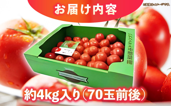 濃厚！徳谷トマト約4.0kg 箱詰 | 生産者指定なし 厳選上級品 元木青果 ＜2025年2月中旬以降発送＞ 【グレイジア株式会社】 [ATAC324]