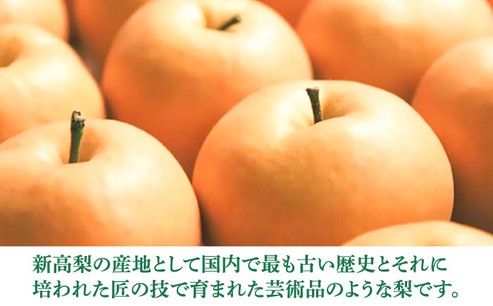 まるはり新高梨（約800g×2玉入） 〈2026年9月下旬〜2026年10月上旬頃発送〉 / 新高梨 梨 果物 フルーツ デザート 【高知市農業協同組合】 [ATBK001]