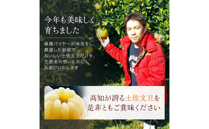 【先行予約】高知県産 訳あり 土佐文旦 約3kg 〈2026年3月〜発送〉 / 傷 シミの訳アリ  大容量 ぶんたん 文旦 訳あり わけあり 果物 【株式会社　四国健商】 [ATAF151]