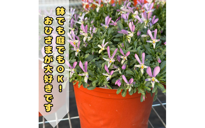 オリジナルビオラ詰め合わせ（5種）＜2025年11月〜発送＞ / 花 インテリア 苗 自然 ナチュラル 緑 栽培 趣味 【見元園芸】 [ATHY006]