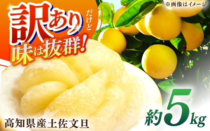 【先行予約】高知県産 訳あり 土佐文旦 約5kg 〈2026年2月〜発送〉 / 傷 シミの訳アリ  大容量 ぶんたん 文旦 訳あり わけあり 果物 【株式会社　四国健商】 [ATAF149]