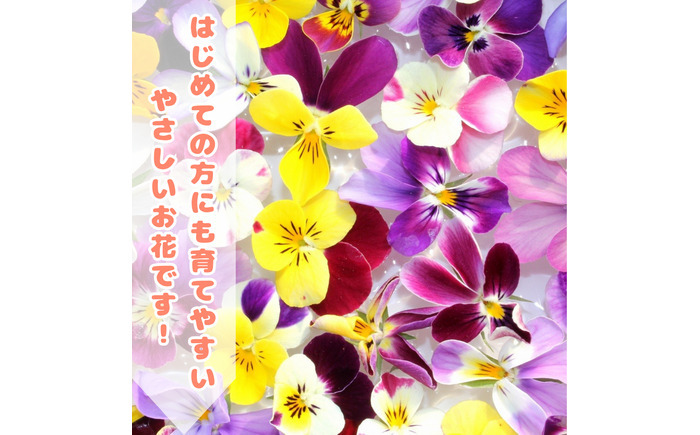 オリジナルビオラ詰め合わせ（5種）＜2025年11月〜発送＞ / 花 インテリア 苗 自然 ナチュラル 緑 栽培 趣味 【見元園芸】 [ATHY006]