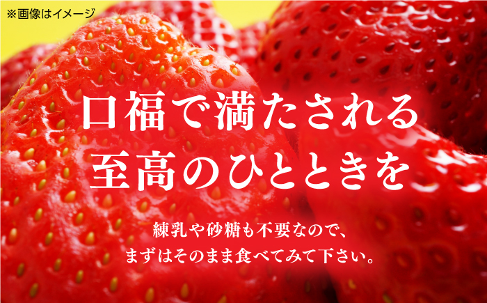 【先行予約】煌稀の果実 高知市春野町産 苺 大粒 約360g (9または12粒)＜2025年1月 から発送開始＞ 【森強のいちご農園】 [ATAS001]