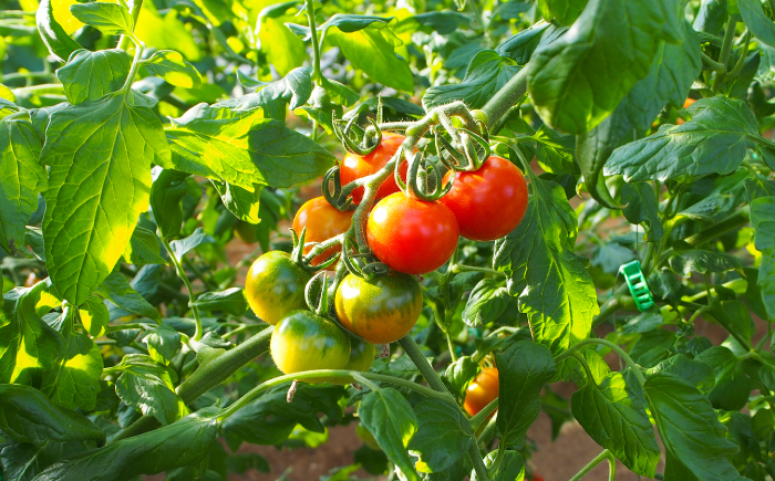 【先行予約】 高知県高知市 フルーツトマト メルベーユ 約1kg  〈2025年12月中旬頃〜発送〉 / 高糖度 トマト とまと フルーツトマト 野菜 【株式会社　四国健商】 [ATAF071]