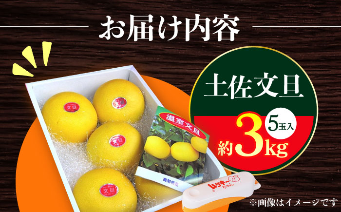 【先行予約】南国高知温室土佐文旦 約3kg 5玉 文旦 ぶんたん フルーツ 果物 3キロ 高知県 【フルーツショップオザキ】 [ATAH013]