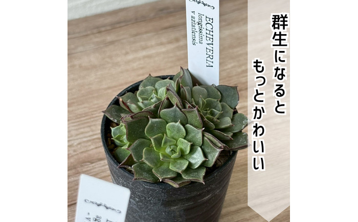 レア多肉・原種エケベリア詰め合わせ（5種類） / 植物 インテリア 苗 自然 ナチュラル 緑 栽培 趣味 【見元園芸】 [ATHY001]