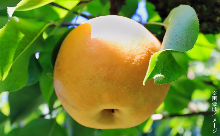 【先行予約】 川渕果樹園 豊水梨 約4kg 家庭用 〈2025年10月〜発送〉 / 梨 なし ナシ 豊水 果物 フルーツ デザート 夏 秋 ヘルシー 健康 水分補給 【株式会社Dorago】 [ATAM057]