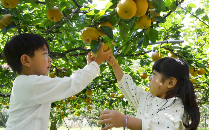 【先行予約】 川渕果樹園 八達梨 約4kg 家庭用 〈2025年10月〜発送〉 / 梨 なし ナシ 果物 フルーツ デザート 秋 甘い ジューシー 【株式会社Dorago】 [ATAM061]